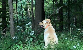 The Dyrt's photo of camping with pets at Tentrr Signature Site - Nockamixon Forest Camp near Maple Glen, PA