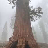 Review photo of Azalea Campground — Kings Canyon National Park by Ellery K., May 2, 2023