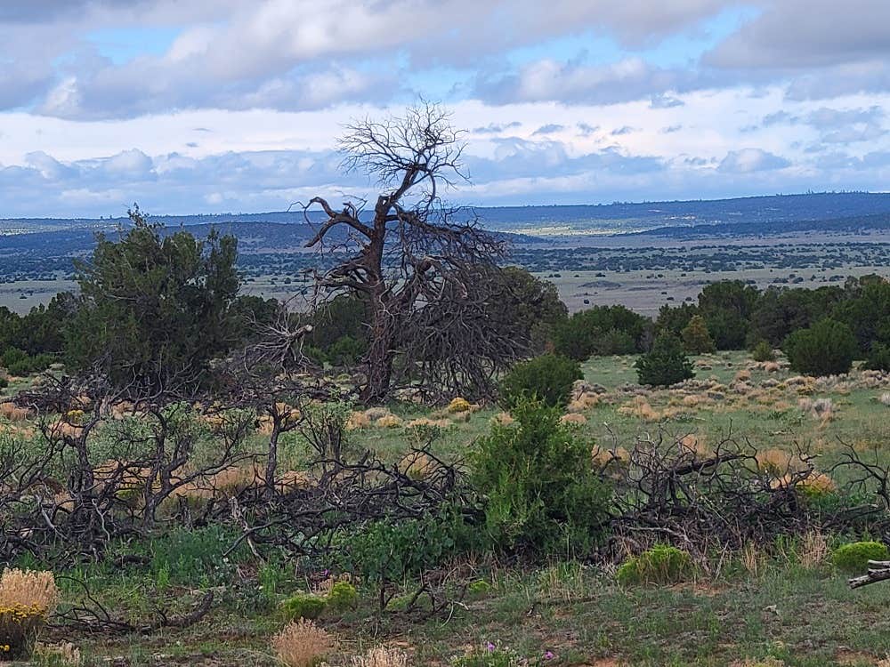 Camper-submitted photo at Sky View Park near Pinehill, NM