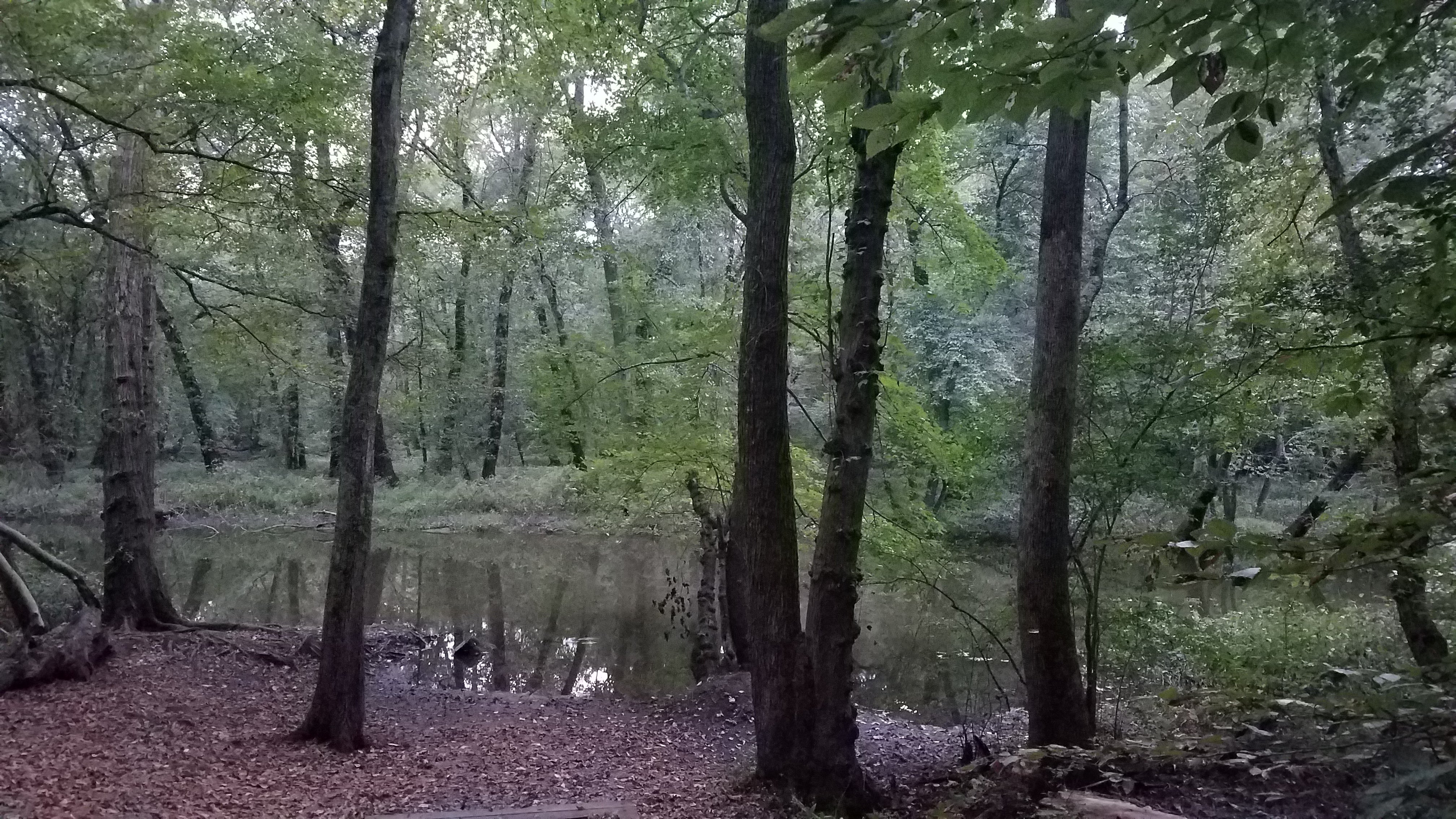 Tuckahoe Creek at the canoe/kayak launch between non-electric sites 46 and 48