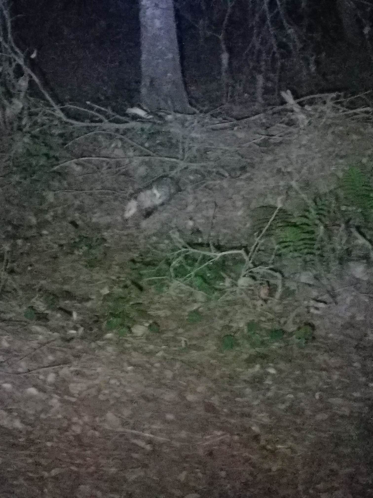 Camper-submitted photo at Green Swamp — West Tract near Zephyrhills, FL