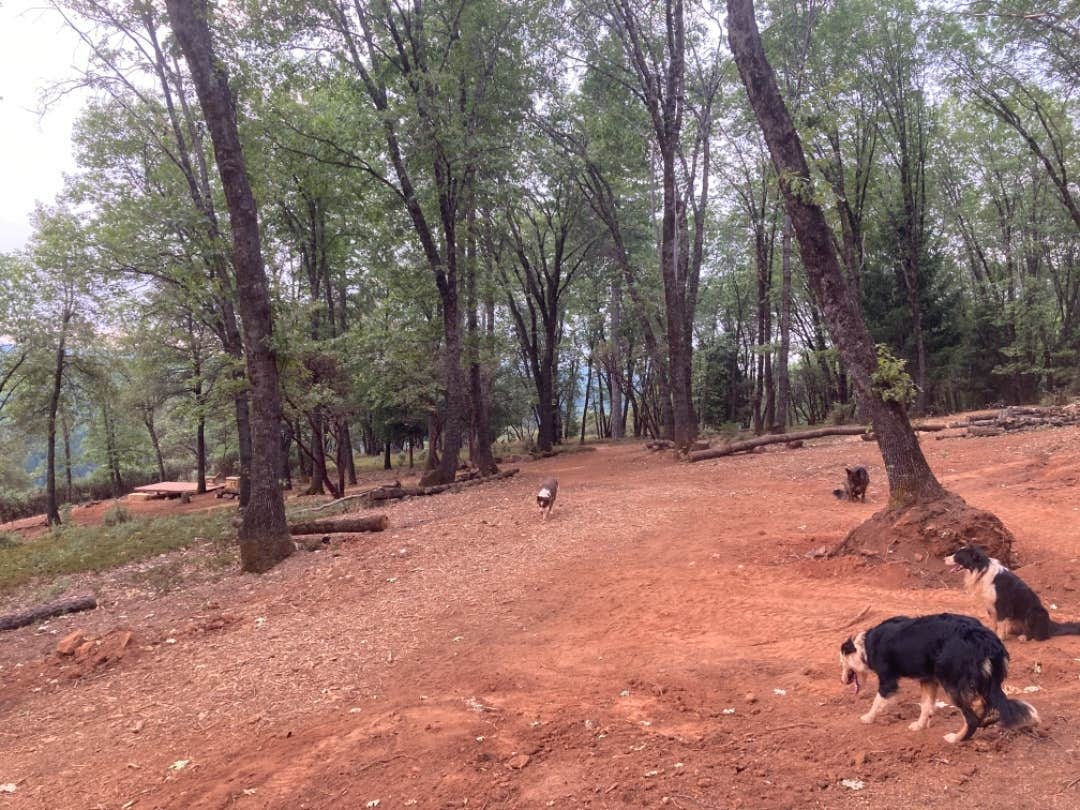 The Dyrt's photo of camping with pets at Tentrr Signature Site - NorCal Red Dog Ridge Base Camp near Foresthill, CA