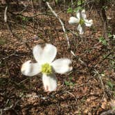 Review photo of Tyler State Park Campground by Dianne C., August 17, 2016