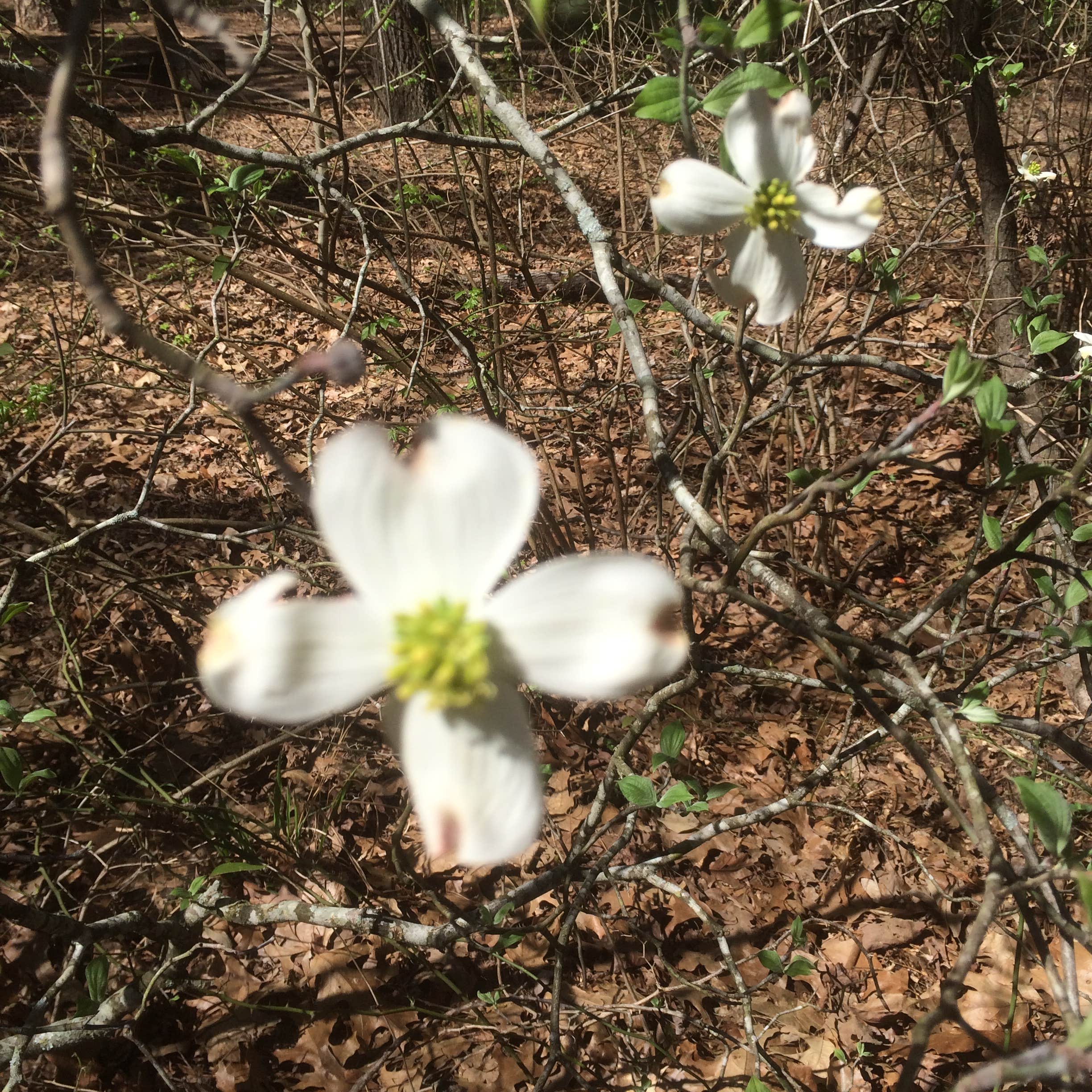 Camper submitted image from Tyler State Park Campground - 2