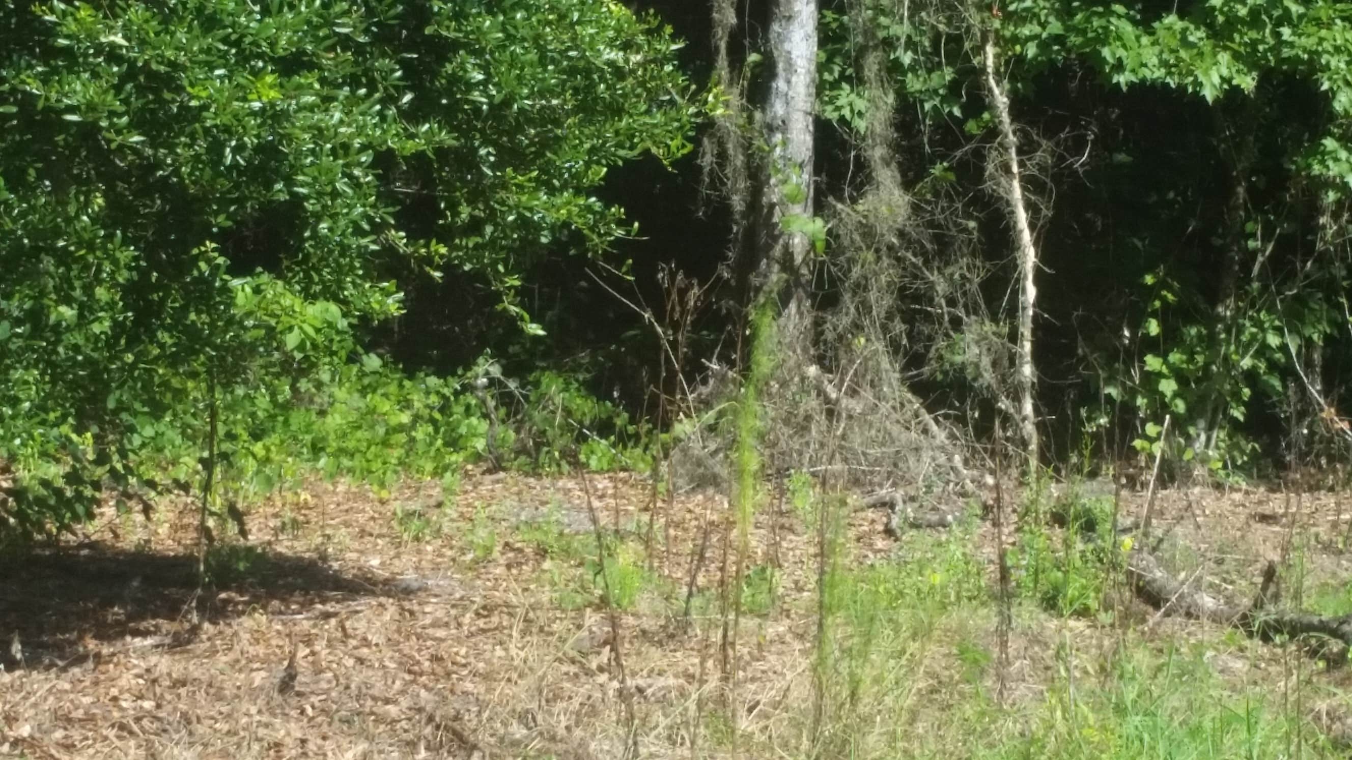 Camping near McCormick Lakes RV Park: Dead River Wilderness Park, Thonotosassa, Florida