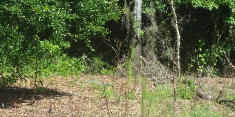 Camper submitted image from Dead River Wilderness Park