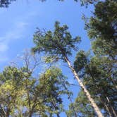 Review photo of Tyler State Park Campground by Dianne C., August 17, 2016