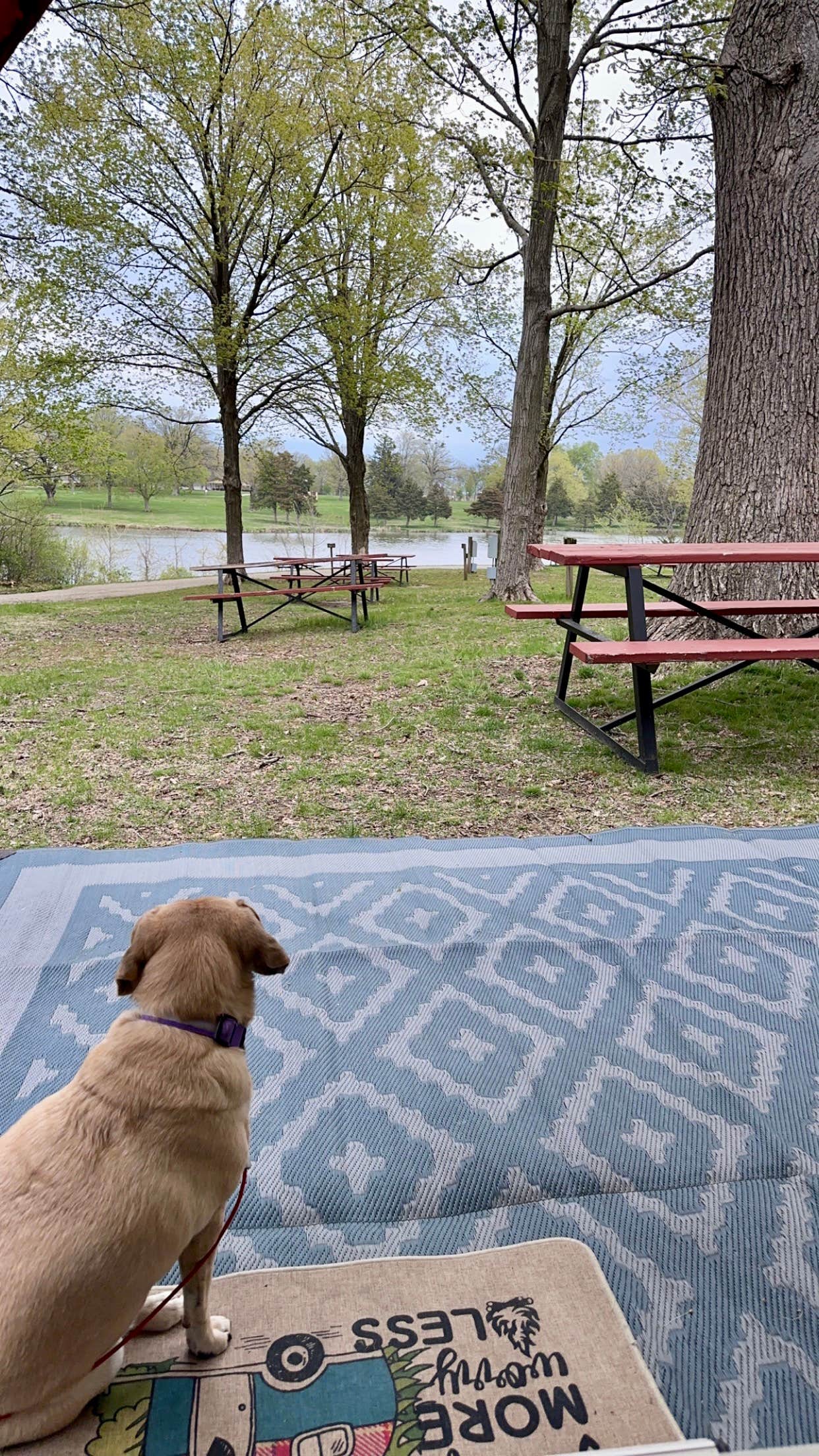 Stephanie S.'s photo of camping with pets at Allison Lake Storey near Brimfield, IL