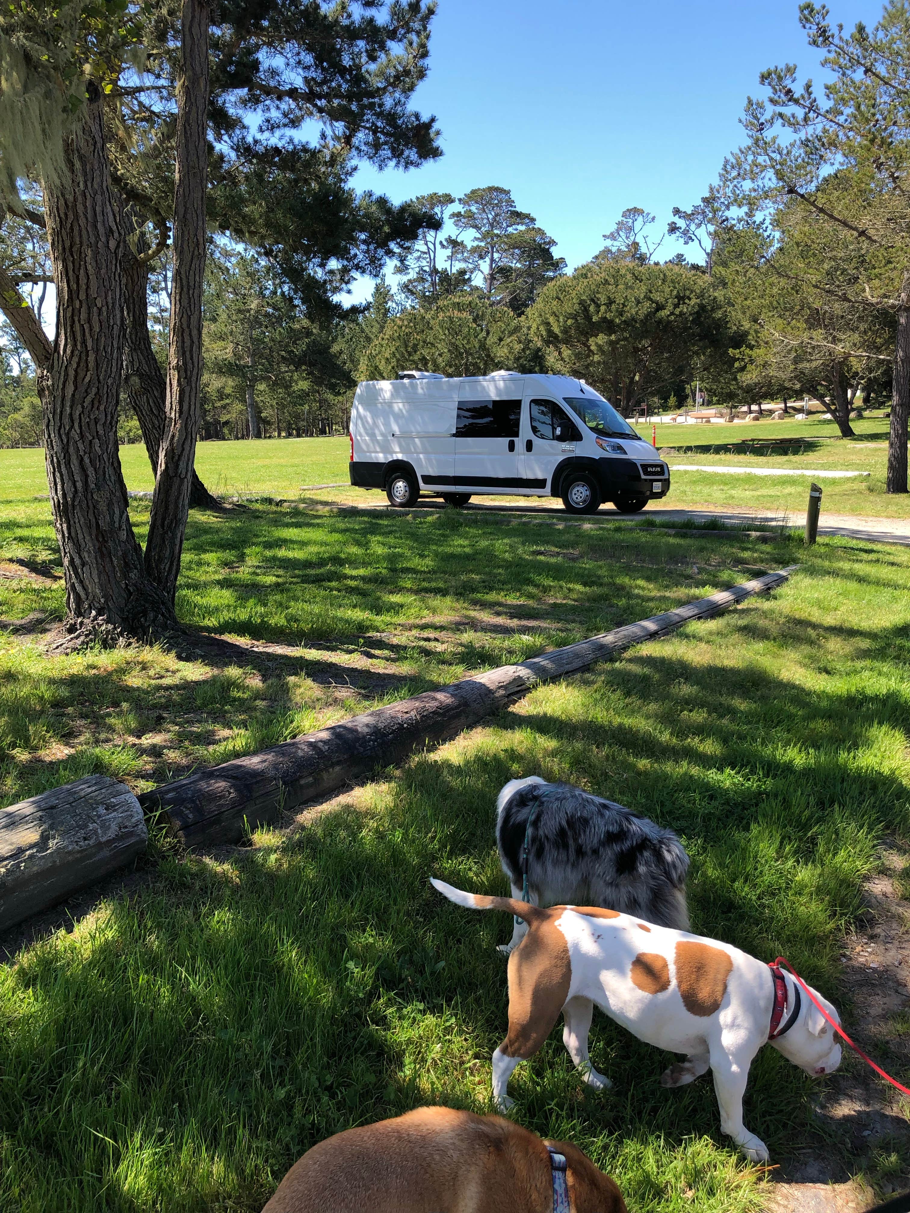 Allison's photo of camping with pets at Veteran's Memorial Park Campground near Monterey, CA