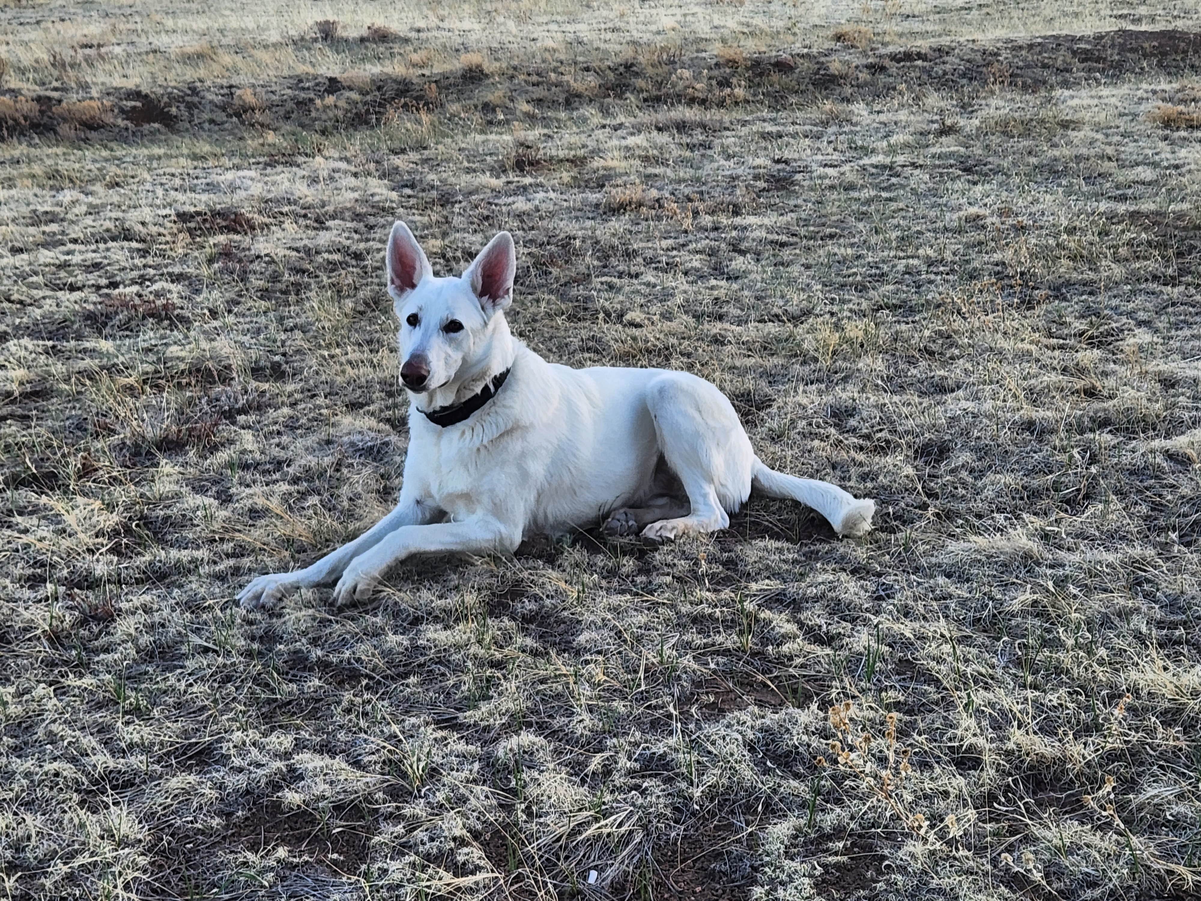 Barbara F.'s photo of camping with pets at Hummingbird Ranch near Colorado City, CO