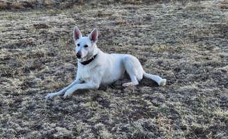 Barbara F.'s photo of camping with pets at Hummingbird Ranch near Rye, CO