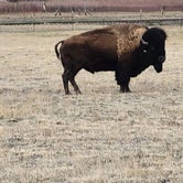 Review photo of Terry Bison Ranch by Barbara F., May 3, 2023