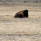 Review photo of Terry Bison Ranch by Barbara F., May 3, 2023