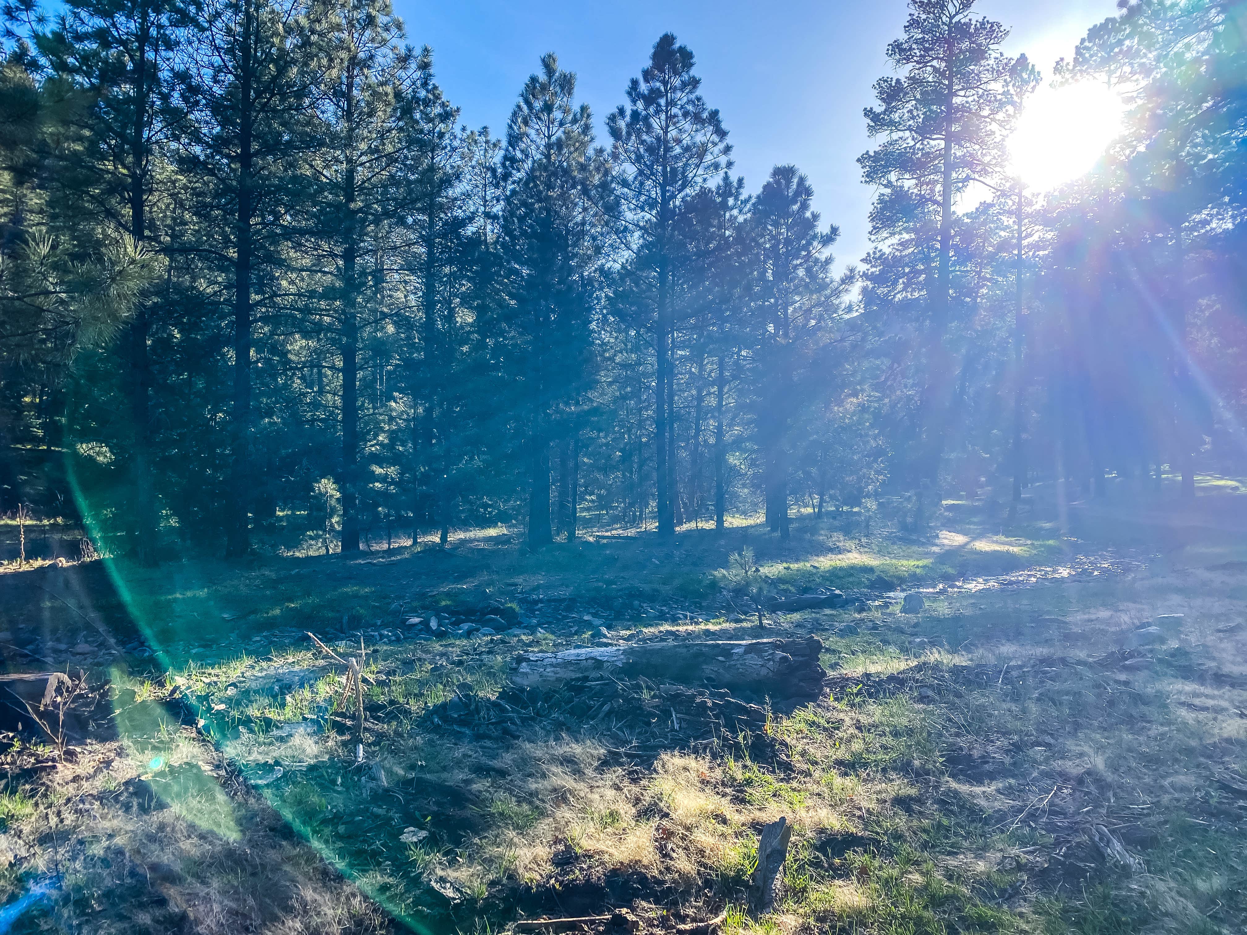 Kala J.'s photo of a dispersed camping area at Upper Bonito Dispersed Recreation Area near Lincoln National Forest