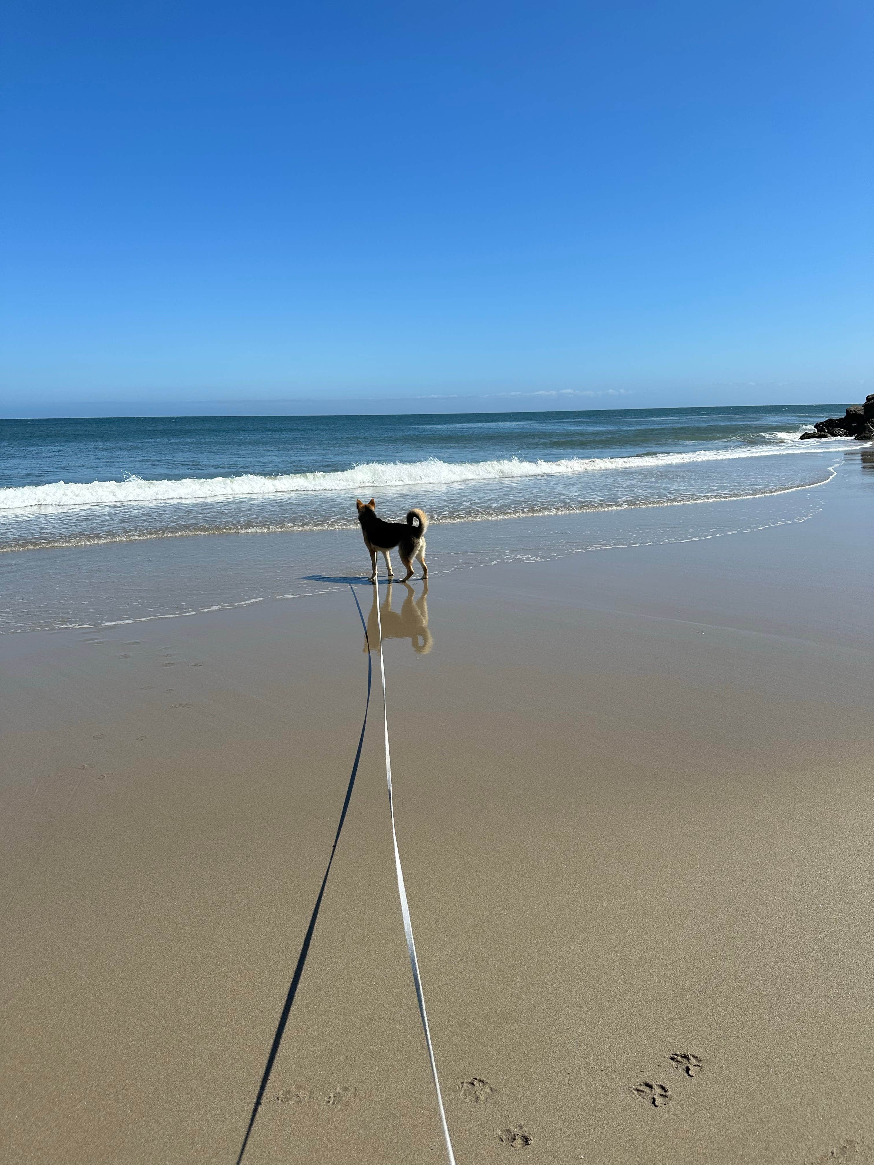 John C.'s photo of camping with pets at Point Mugu Recreation Facility near Lake Sherwood, CA