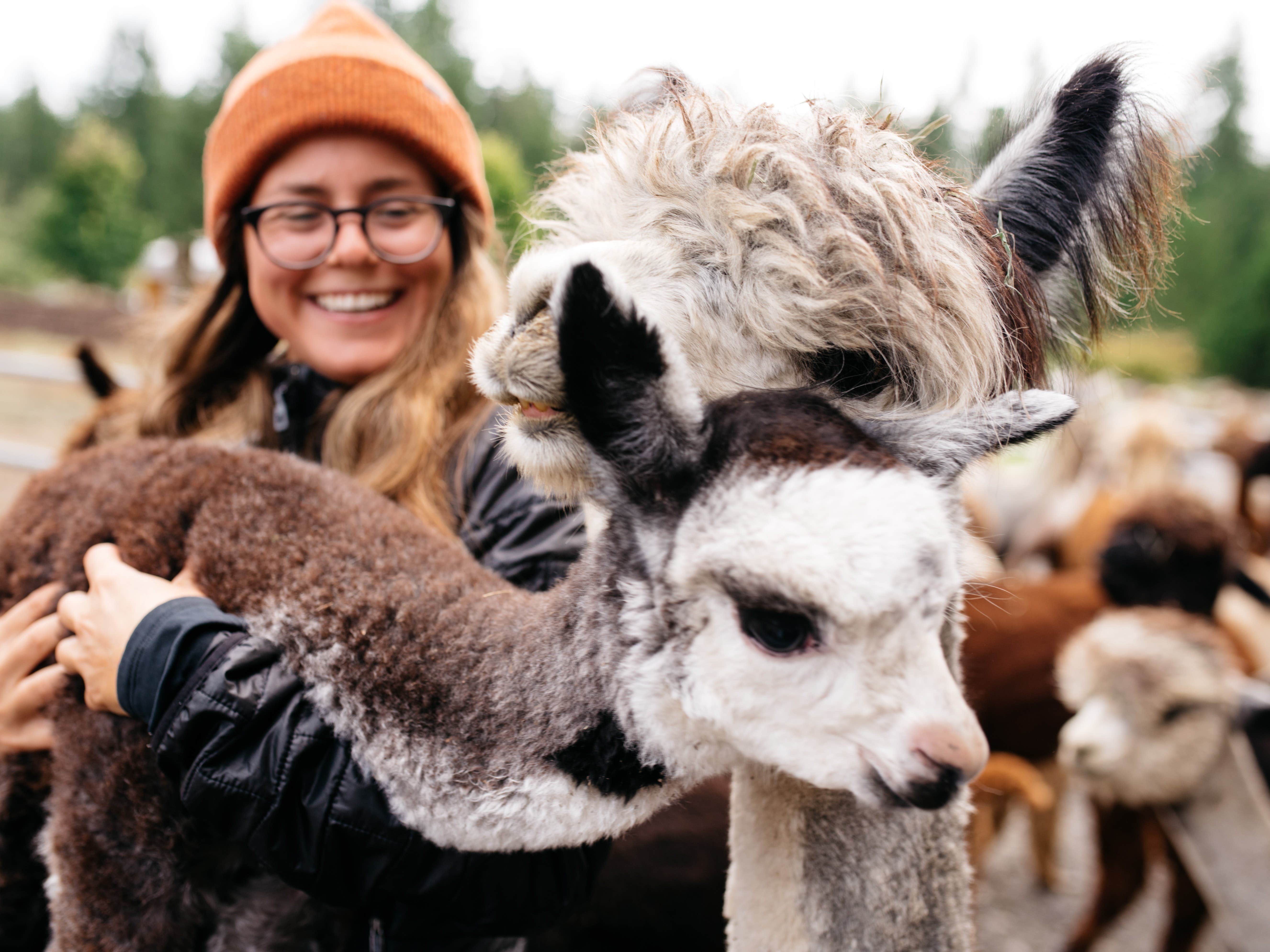 The Dyrt's photo of camping with pets at Tentrr Signature Site - Cascade Rose Alpaca Farm Stay near Lake Forest Park, WA