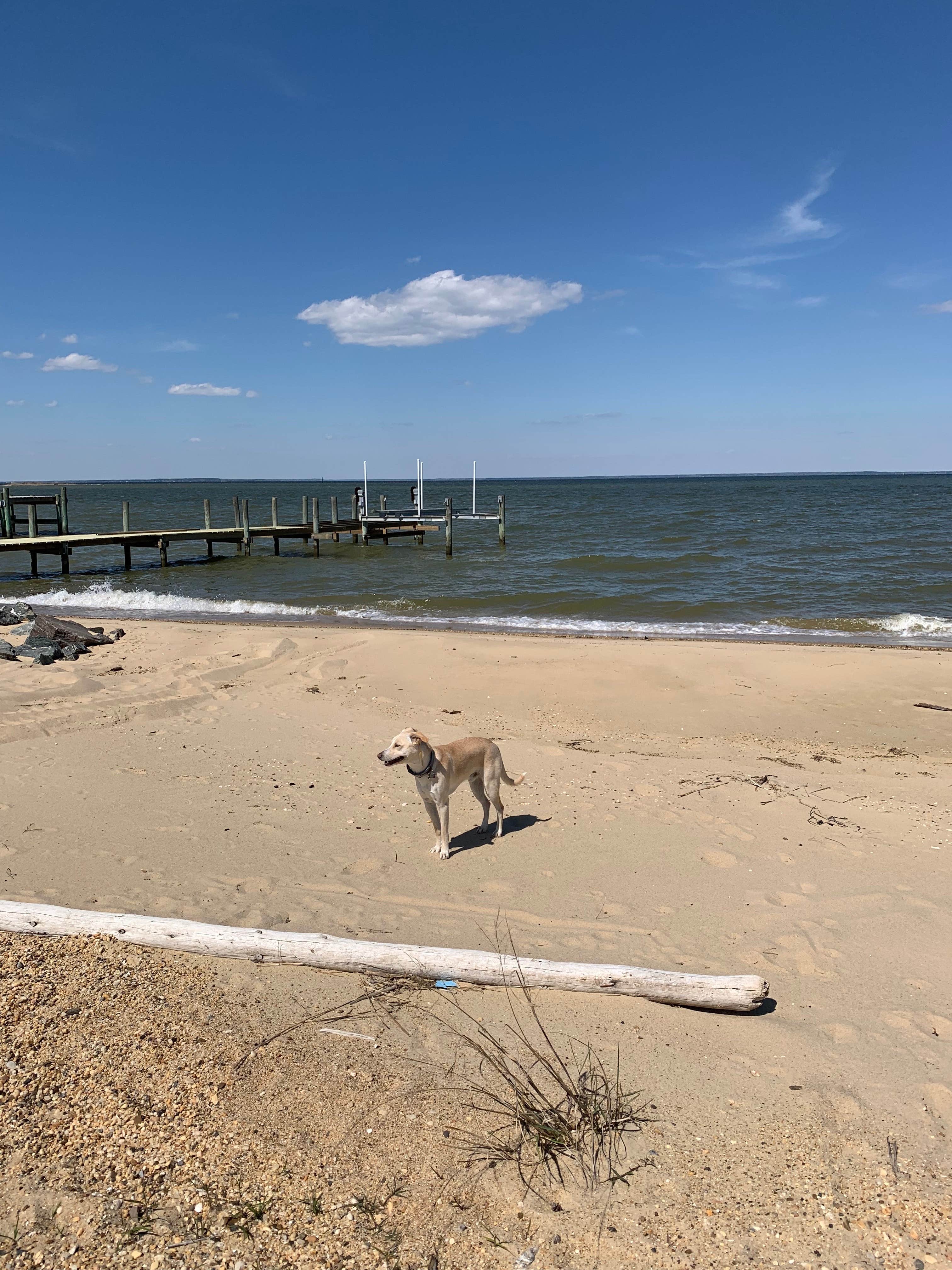 The Dyrt's photo of camping with pets at Tentrr Signature Site - Potomac Landing near Colonial Beach, VA