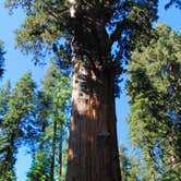 Review photo of Dorst Creek Campground — Sequoia National Park - TEMPORARILY CLOSED by Warren K., August 17, 2016