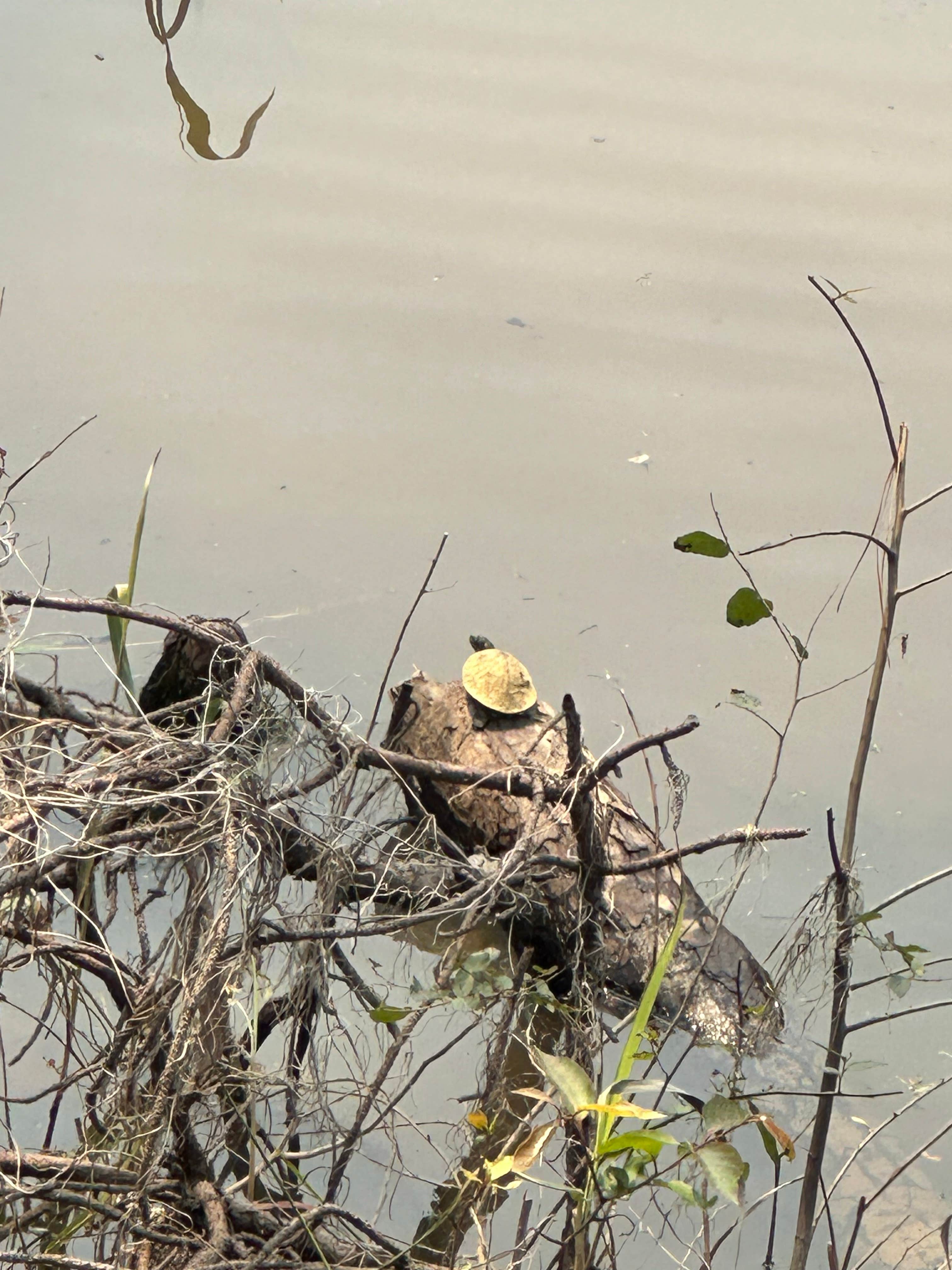 Camper-submitted photo at Pine Island RV Park near Blanchard, LA