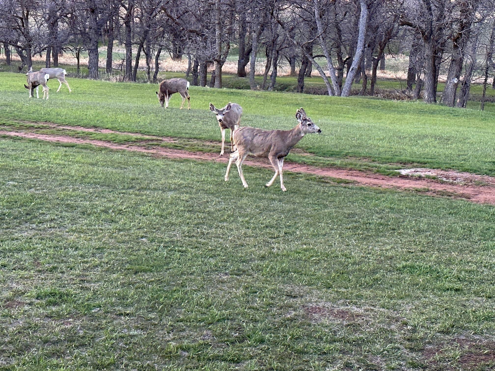 Camper-submitted photo at Bulldog Creek Campground near Sturgis, SD