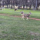 Review photo of Bulldog Creek Campground by Ronald C., May 3, 2023