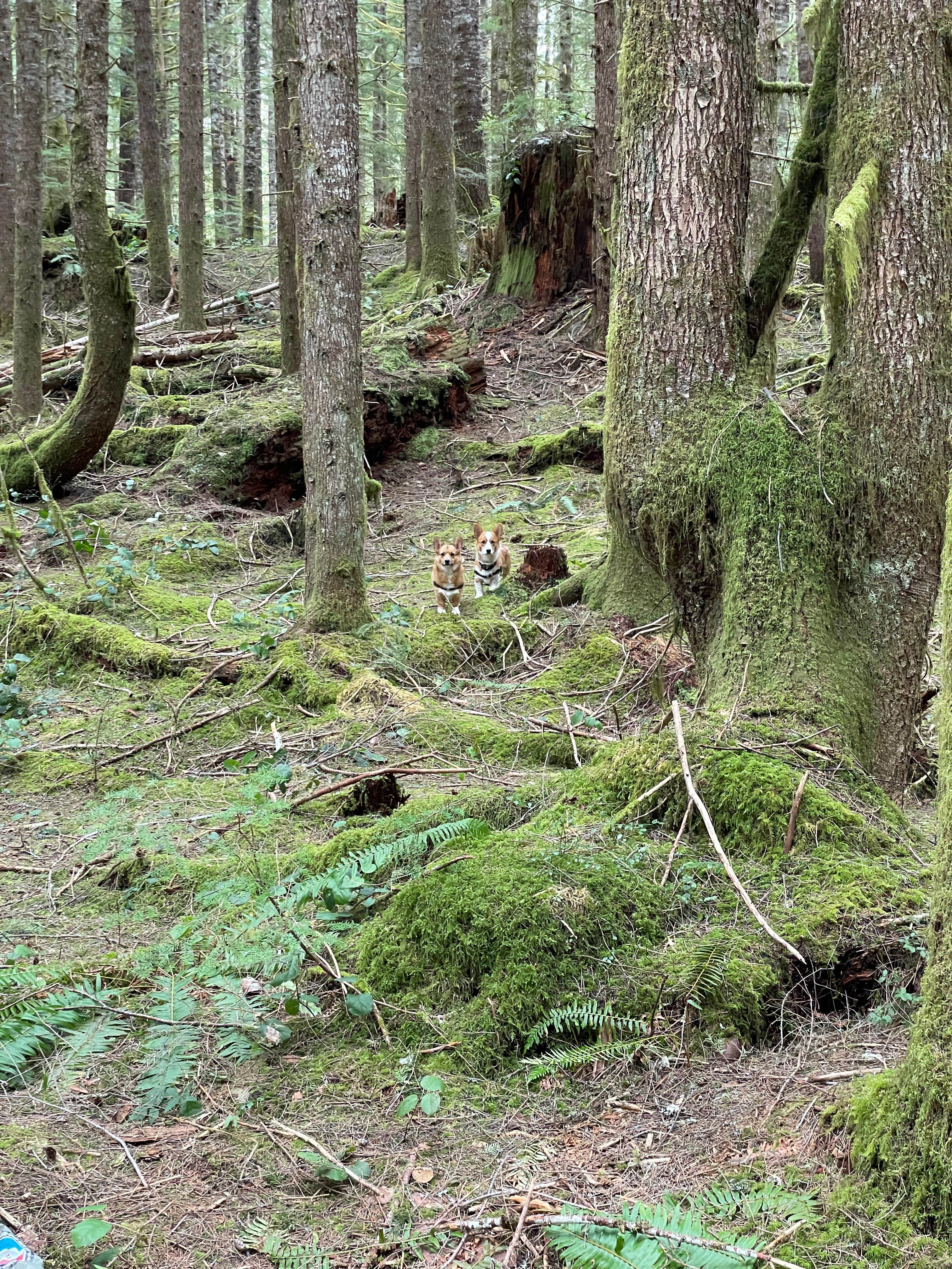 Autumn B.'s photo of camping with pets at Mount St. Helens Dispersed Camping near Gifford Pinchot National Forest