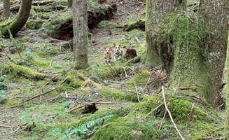 Autumn B.'s photo of camping with pets at Mount St. Helens Dispersed Camping near Gifford Pinchot National Forest