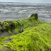 Review photo of Bay Center-Willapa Bay KOA by Jake H., May 4, 2023