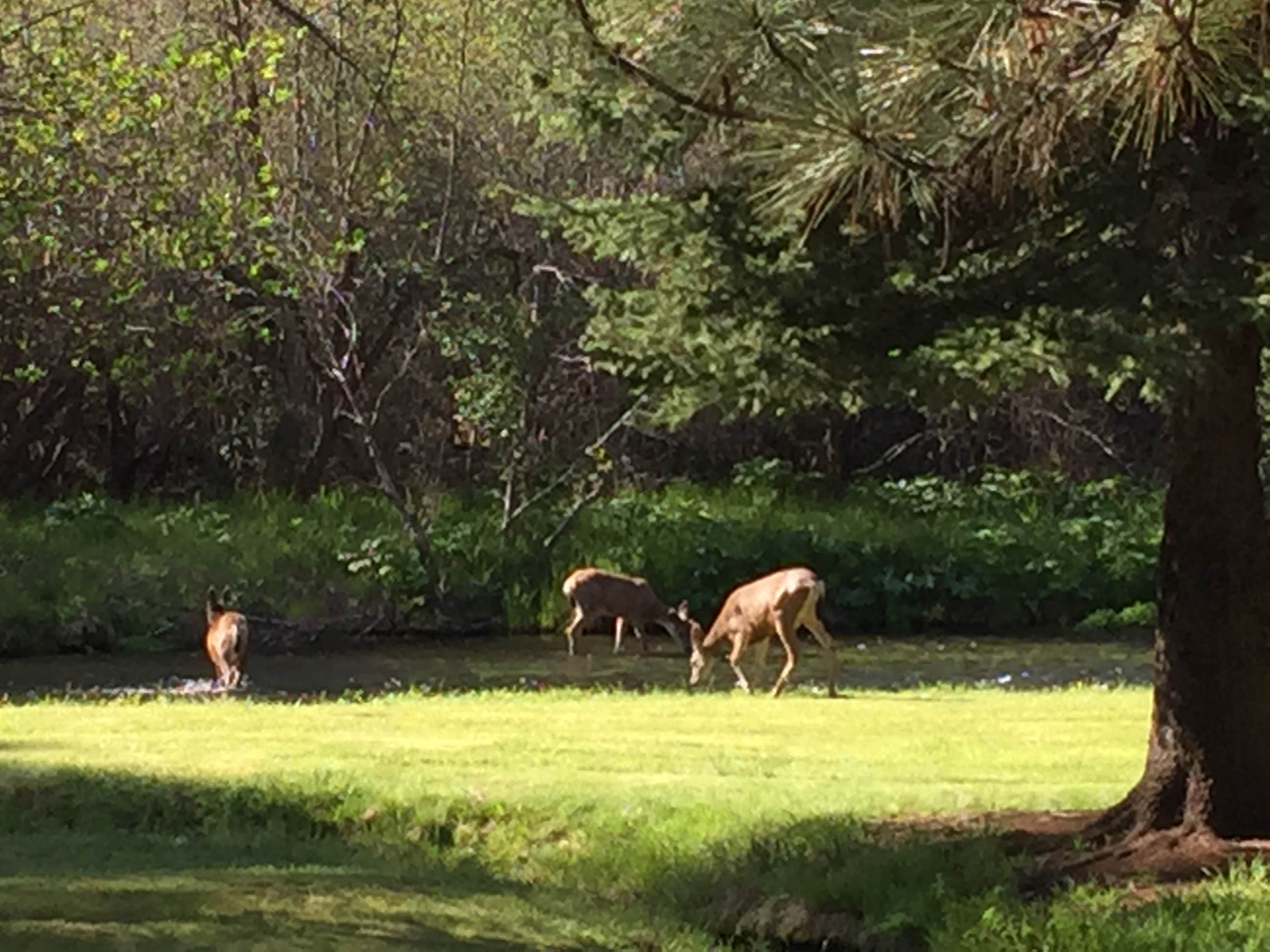 Mark  F.'s photo of camping with pets at The Property - A Unique Campsite at Camp Sherman near Sisters, OR