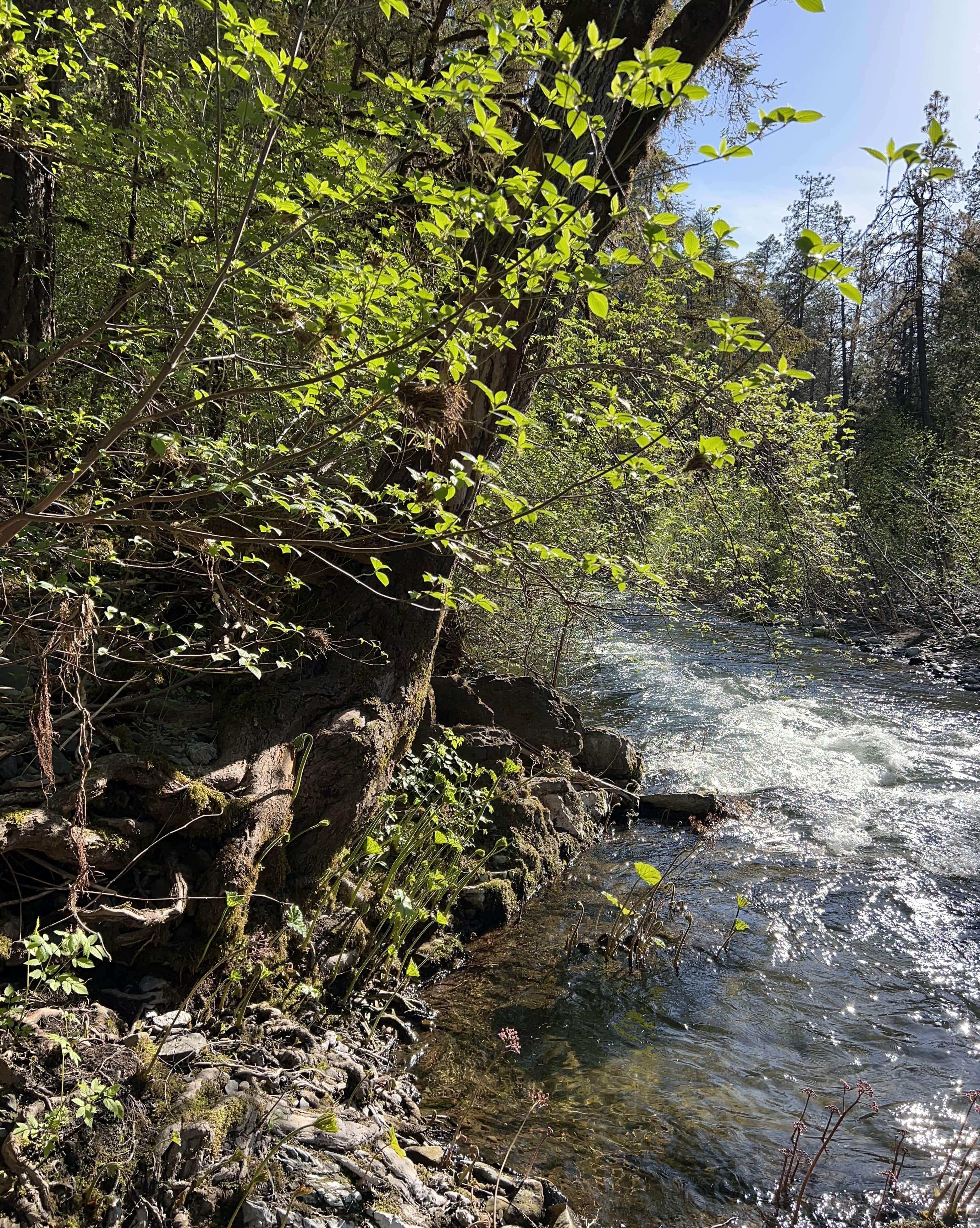 Camper submitted image from Madrone Campground - 1