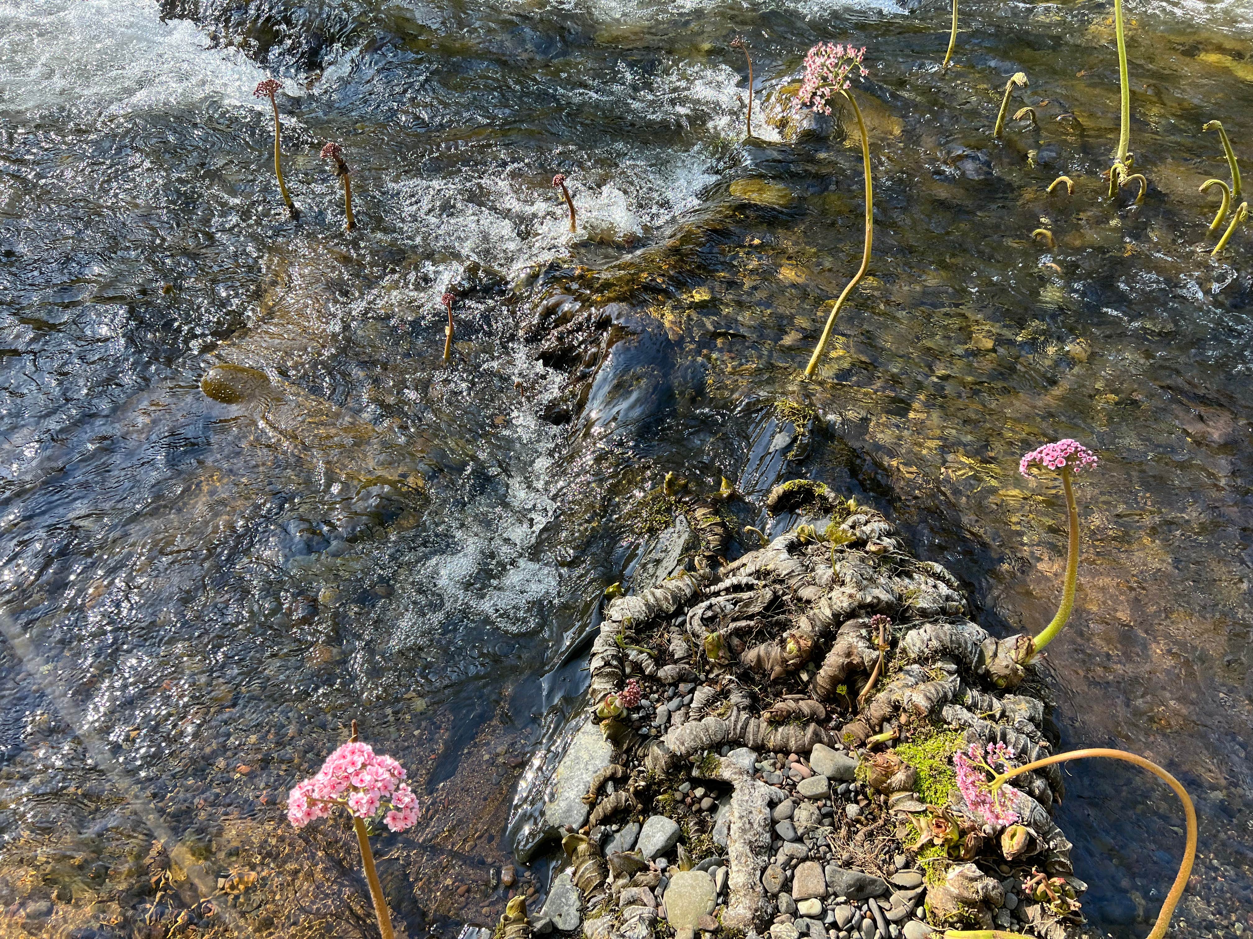 Camper-submitted photo at Madrone Campground near Round Mountain, CA
