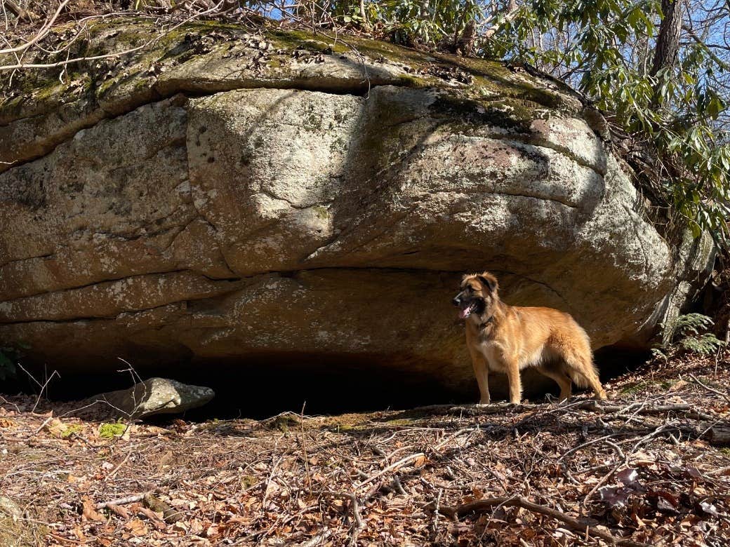 The Dyrt's photo of camping with pets at Tentrr Signature Site - Serenity at Billy Goat Falls near Pinehurst, NC