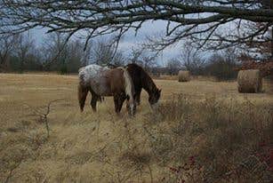 Camper submitted image from Fort Griffin State Historic Site Campgrounds - 2