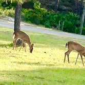 Review photo of St. Andrews State Park Campground by Vicky E., October 9, 2018