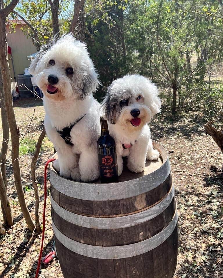 Branch Out Glamping's photo of camping with pets at 12 Fires Winery and Vineyard near Marble Falls, TX
