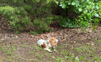 Lynzie T.'s photo of camping with pets at Hickory Flats — Tenkiller State Park near Eufaula Lake
