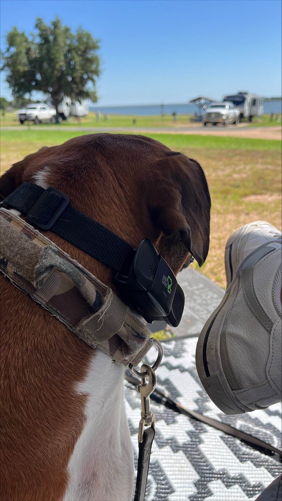 David M.'s photo of camping with pets at Splashway Campground near San Felipe, TX