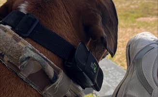 David M.'s photo of camping with pets at Splashway Campground near Schulenburg, TX