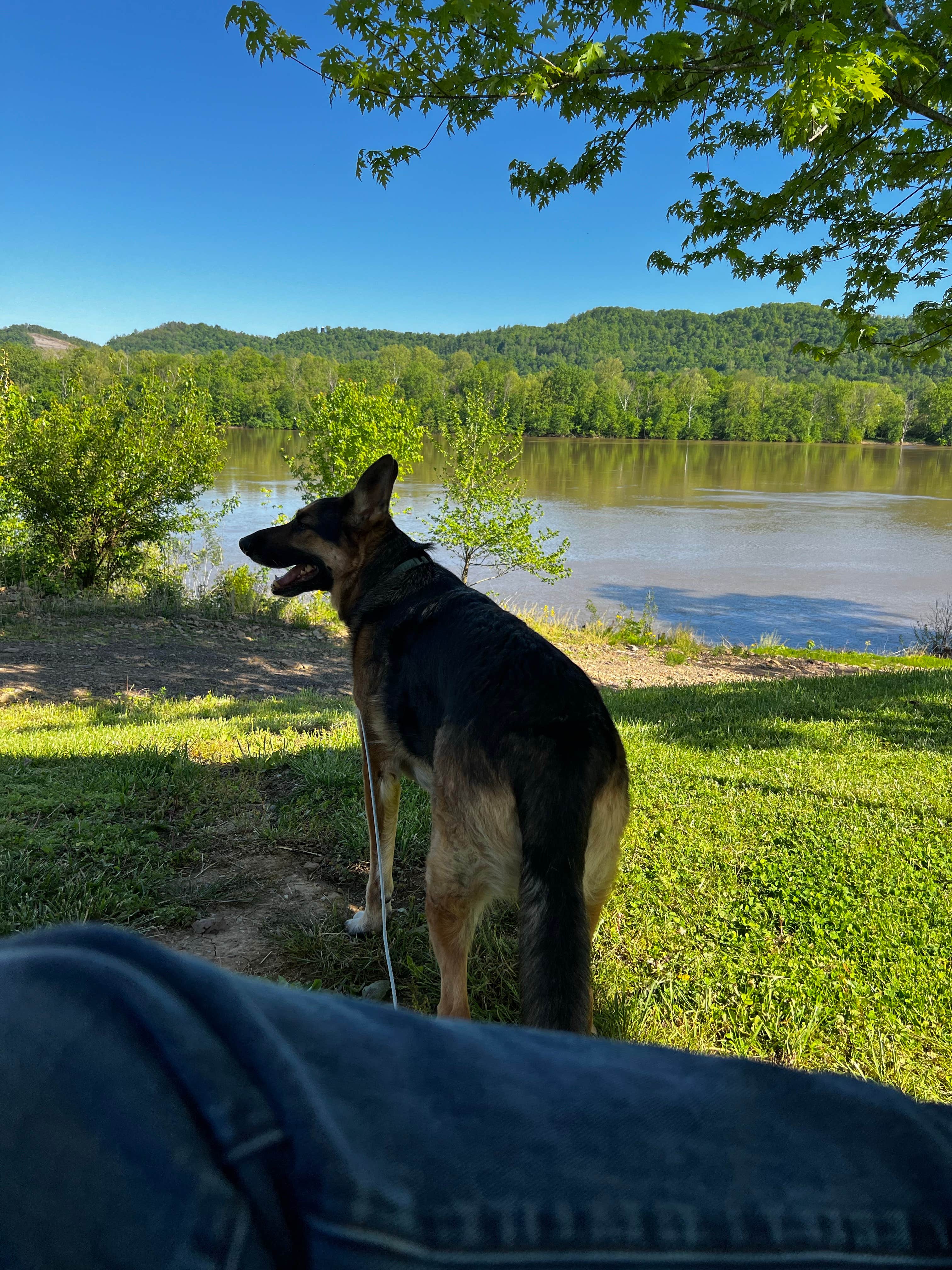 jeff S.'s photo of camping with pets at Sandy Springs Campground near Grayson Lake