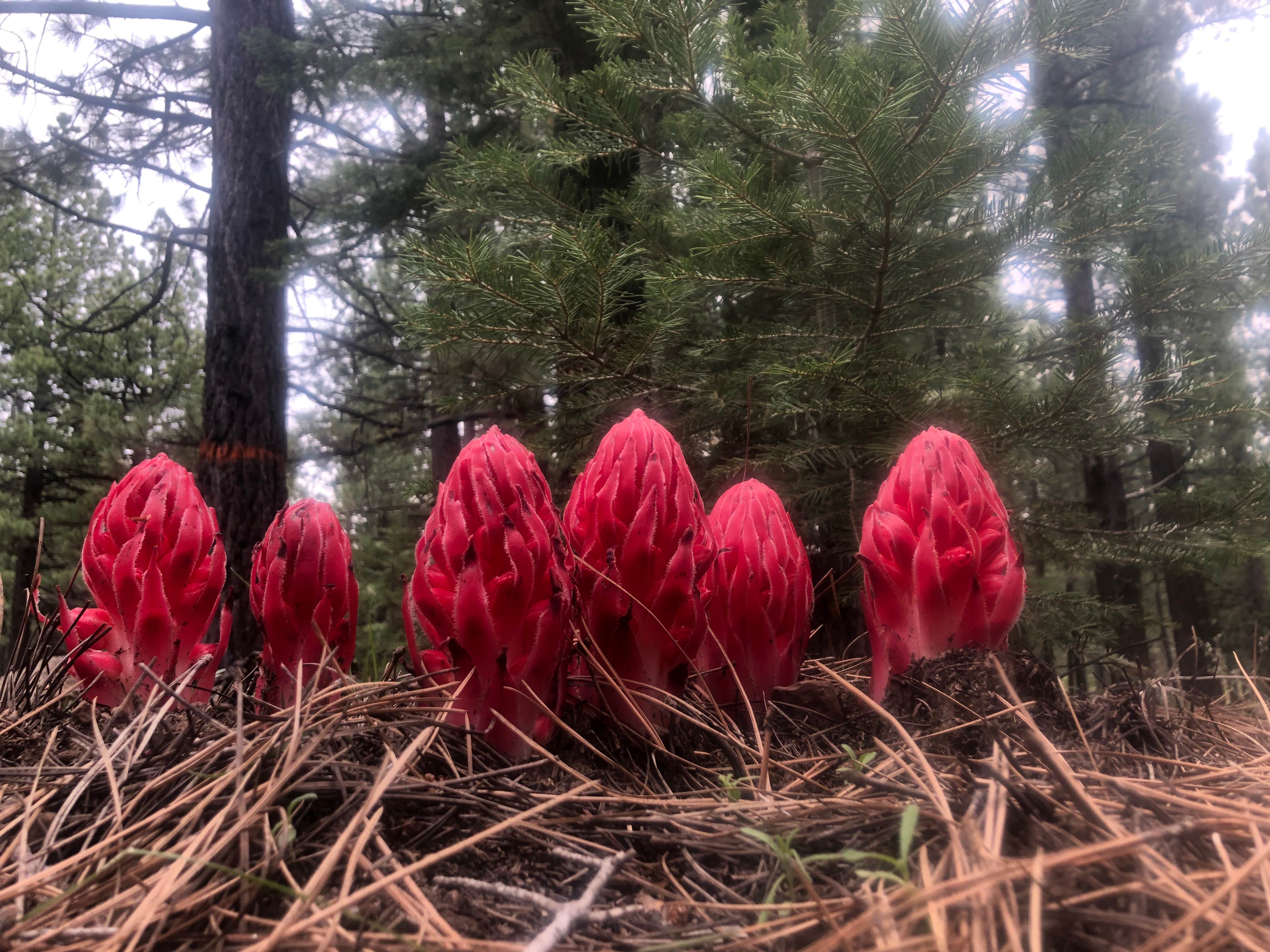 Camper-submitted photo at Big Dog Valley near Clio, CA