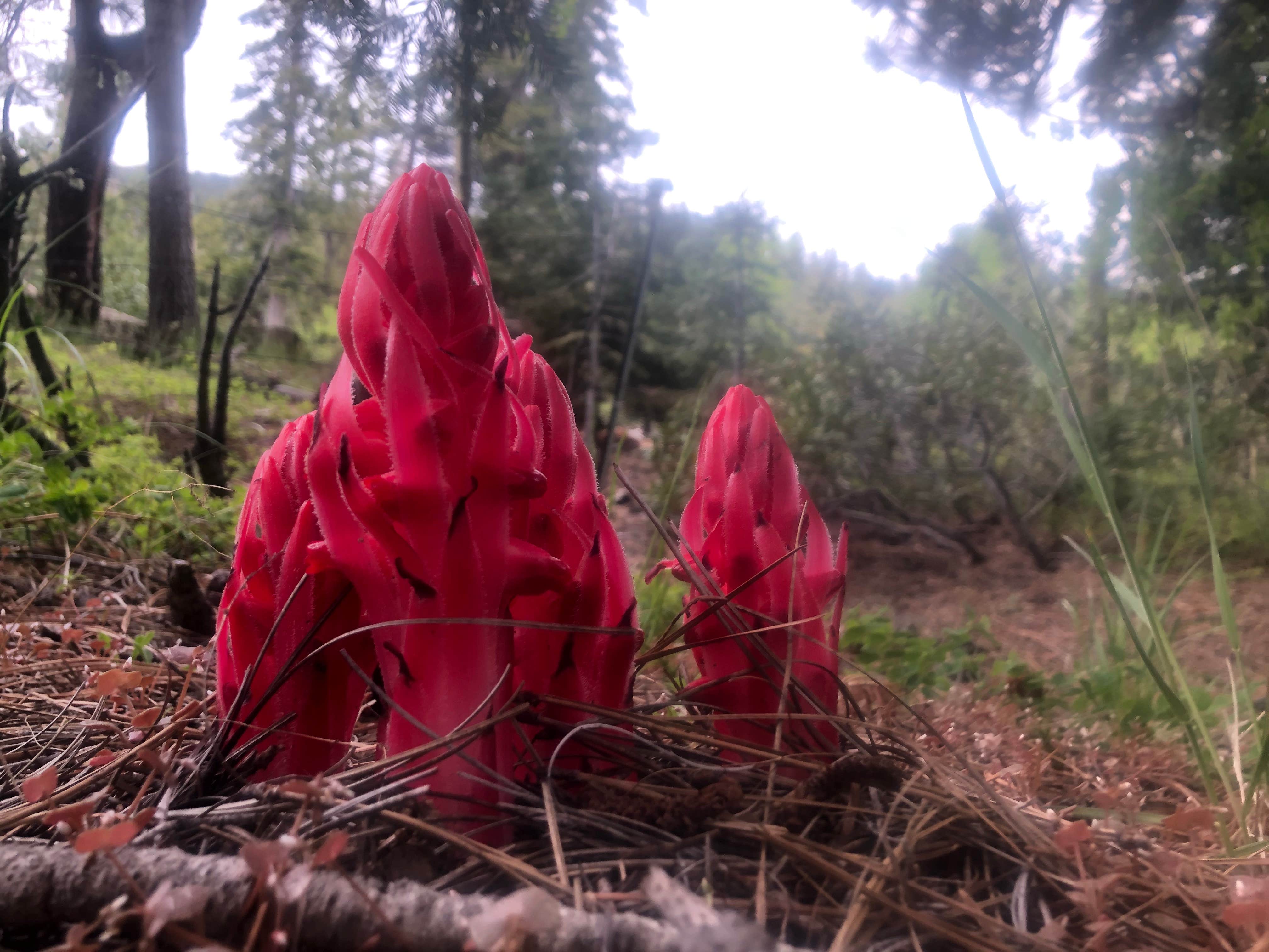 Camper-submitted photo at Big Dog Valley near Clio, CA
