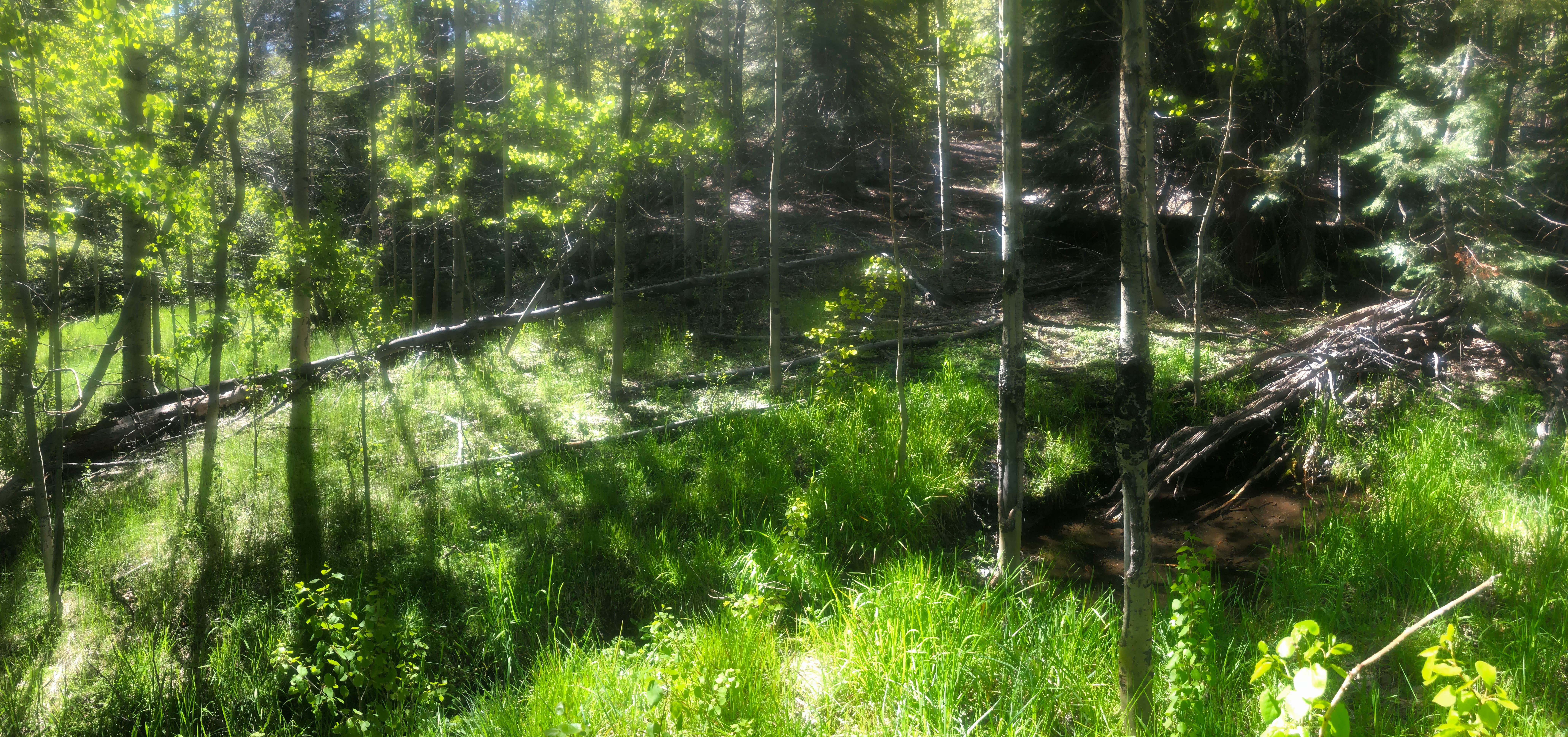Camping near Reno View Dispersed: Big Dog Valley, Verdi, California