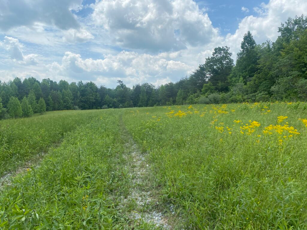Camper-submitted photo at Tranquility Creek near Laurel River Lake