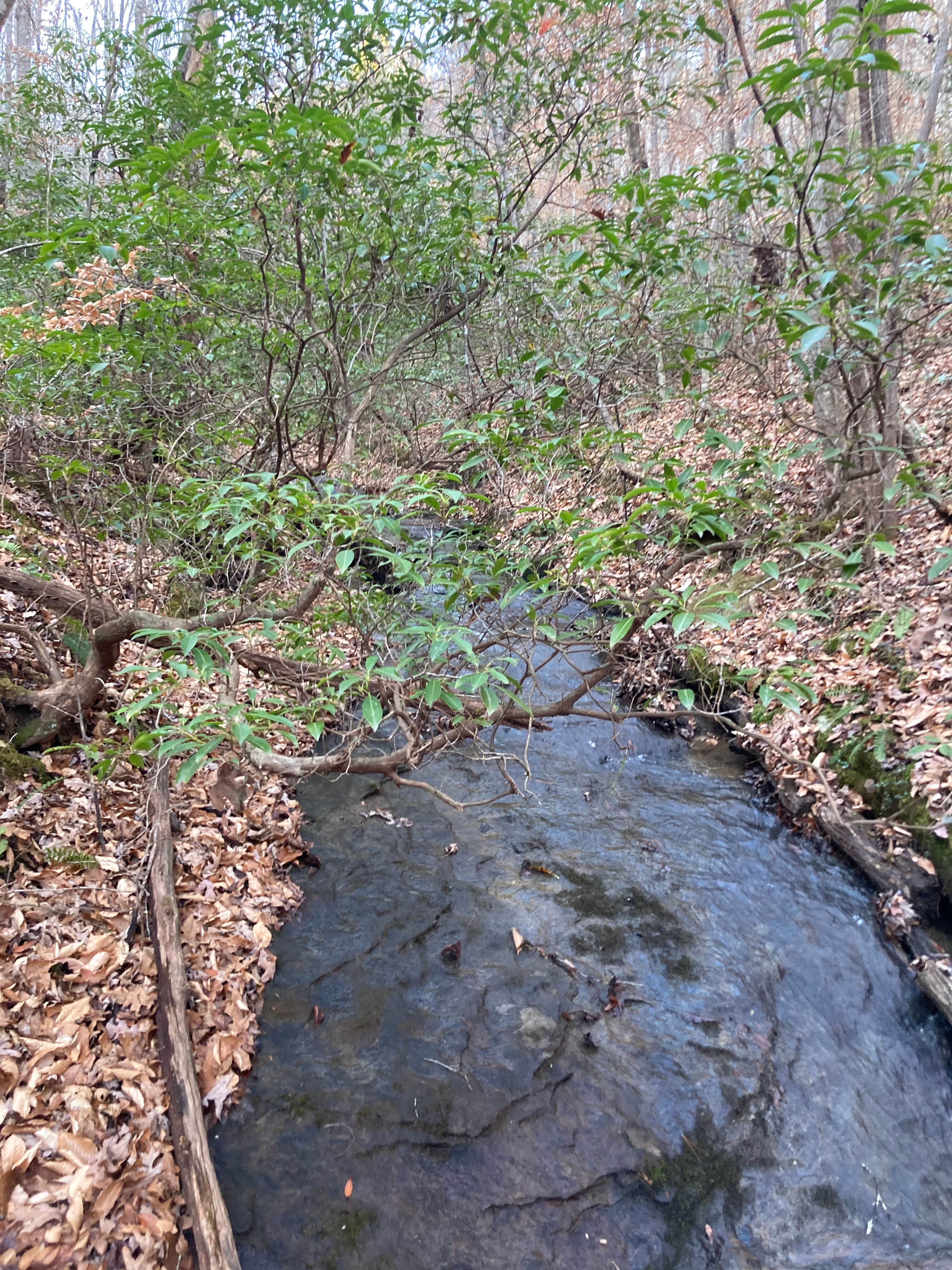 Camper-submitted photo at Tranquility Creek near Laurel River Lake