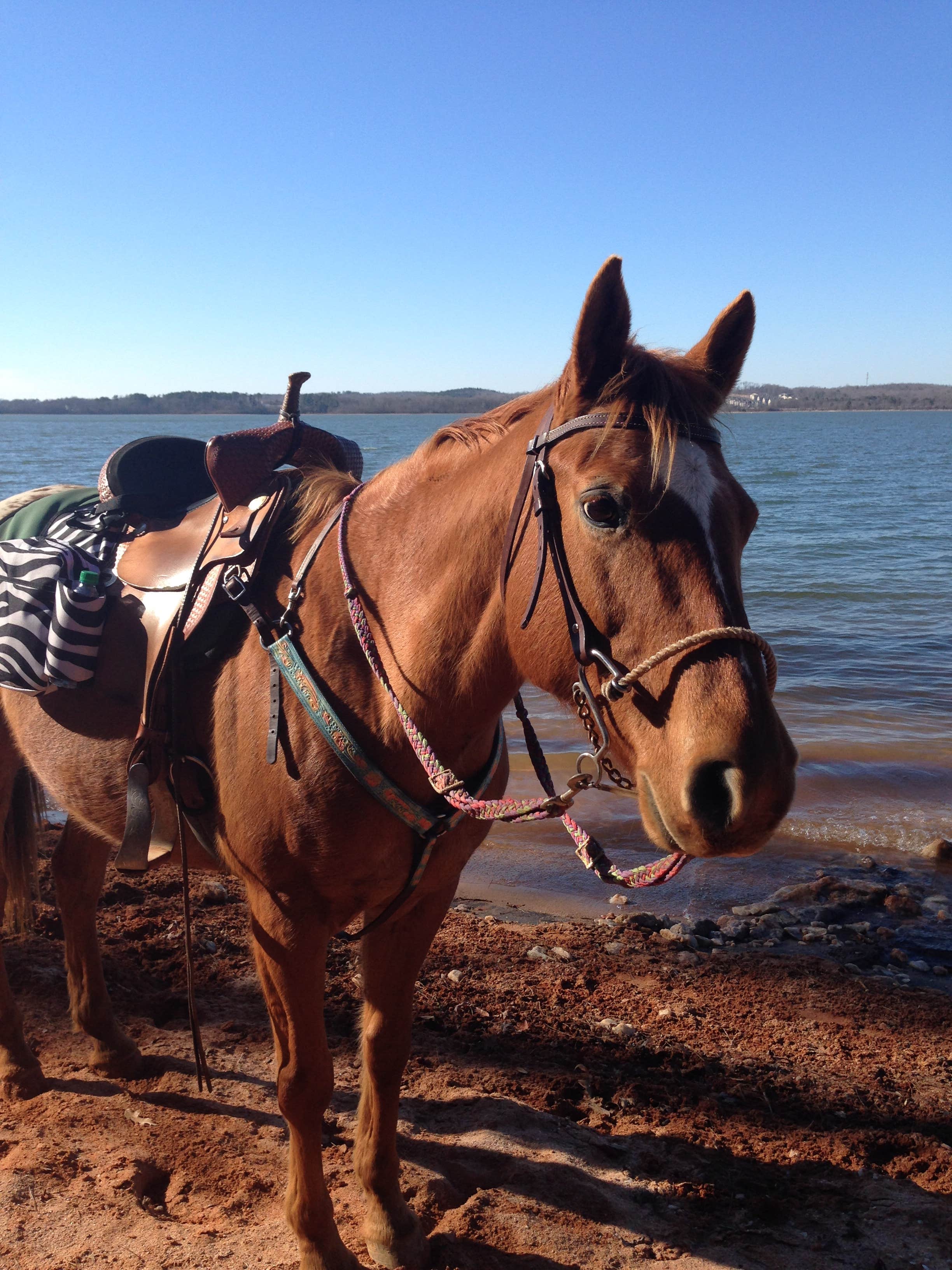 Camper submitted image from Twin Lakes at Lake Hartwell - 5