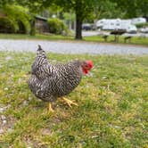 Review photo of Nolichucky Gorge Campground by Emma T., May 6, 2023