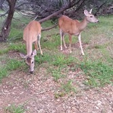 Review photo of Pedernales Falls State Park Campground by Aaron G., October 9, 2018