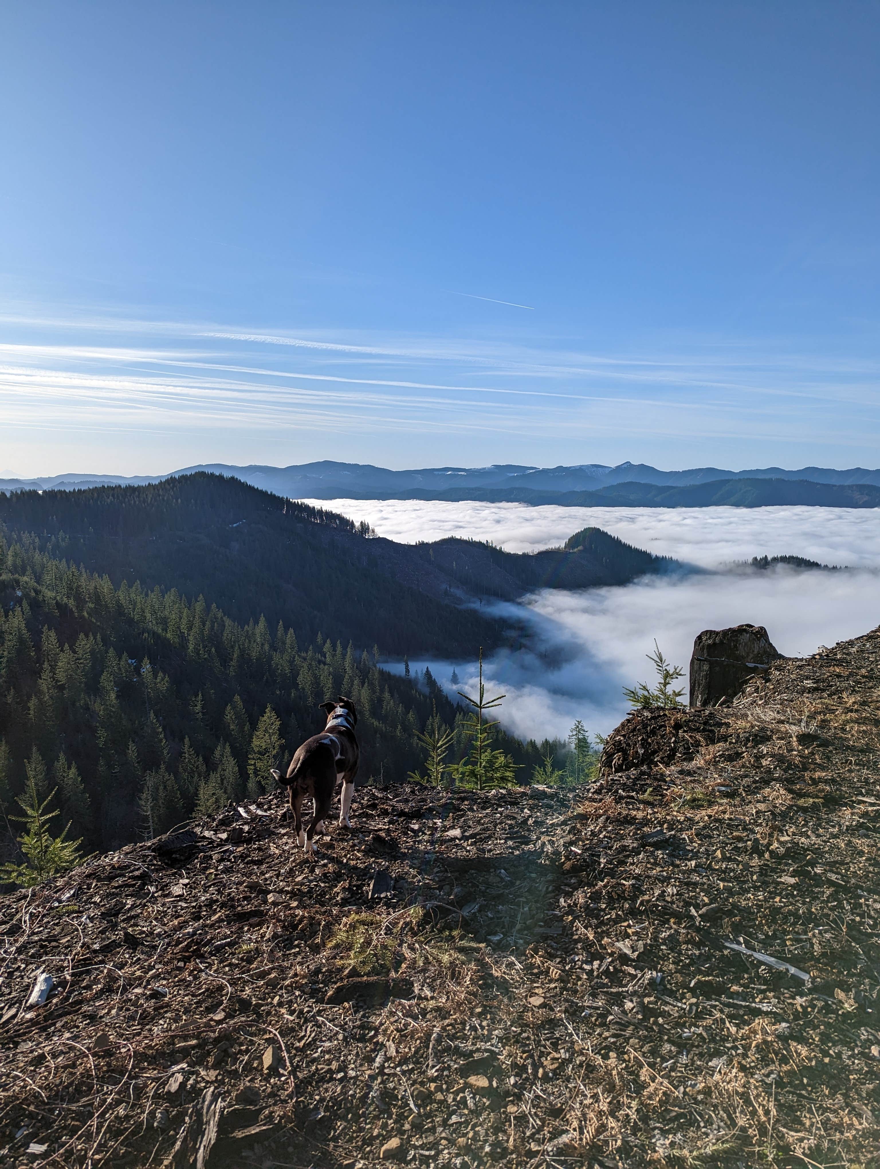 Camper submitted image from Tillamook State Forest Dispersed Camping - 4