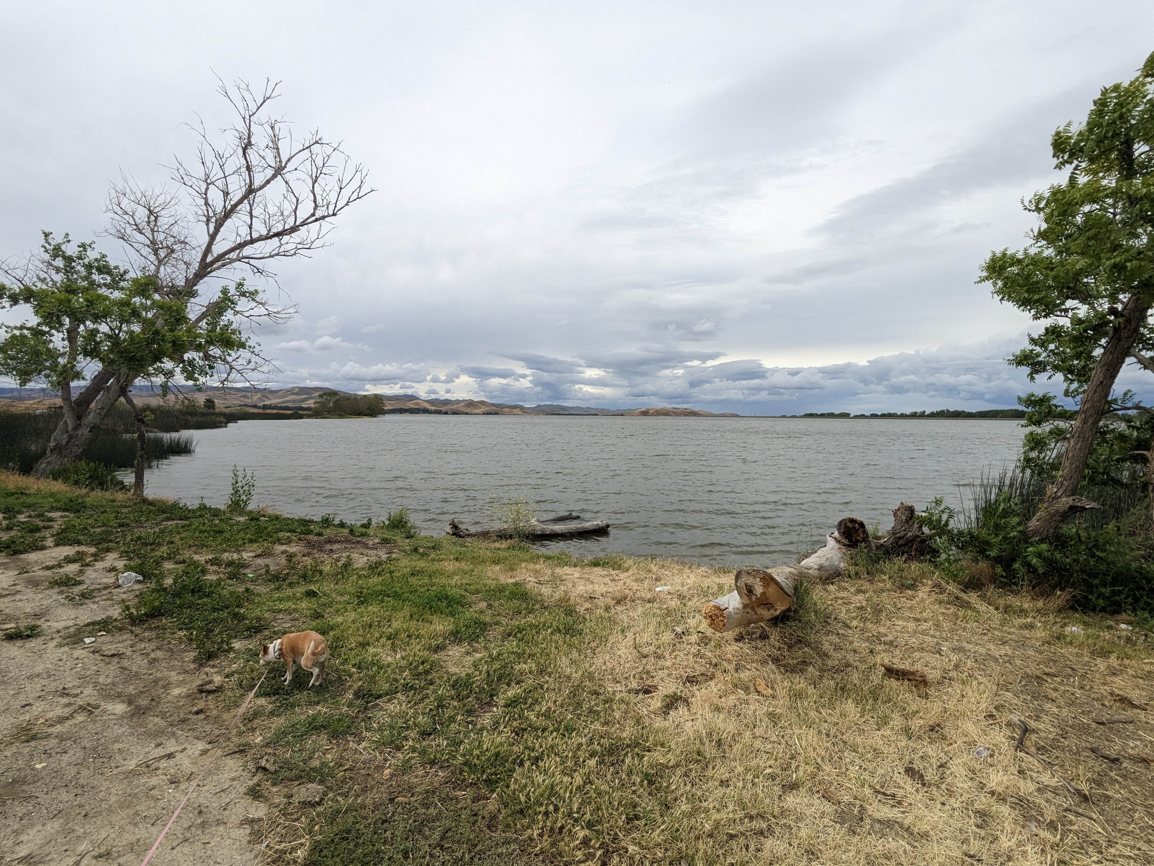 Laura M.'s photo of camping with pets at Medeiros Primitive Campsites — San Luis Reservoir State Recreation Area near Pinnacles, CA
