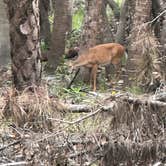 Review photo of Old Prairie Campground — Myakka River State Park by Kevin C., May 7, 2023